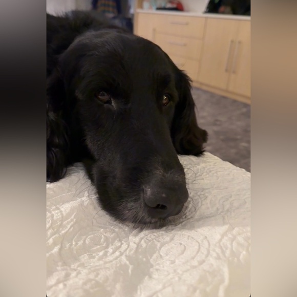 🎀Meet your Posher, ℂ𝕠𝕦𝕣𝕥𝕟𝕖𝕪🎀 - Picture 12 of 12